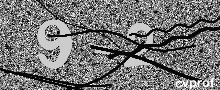 Captcha Kép